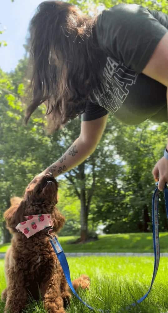Happy Chocolate lab mix walking with Watertown dog trainer