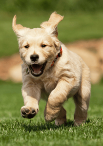 Where Sit Happens Anxious Dog Class Vert