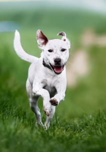 Where Sit Happens Rocket Recall Class Vert