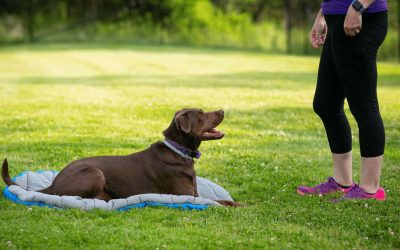 Choosing a CT Dog Trainer