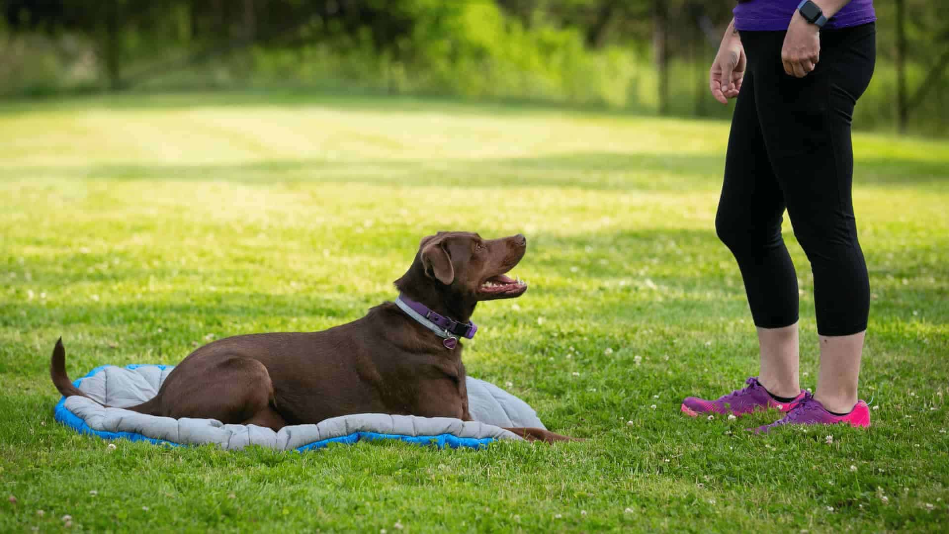 Choosing a CT Dog Trainer Where Sit Happens