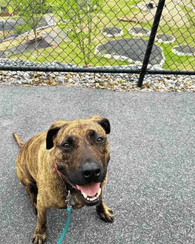 Where Sit Happens Oxford CT Dog Trainer-7