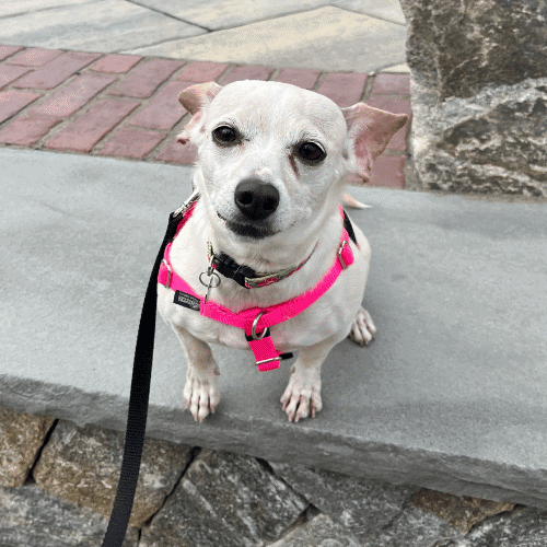 Where Sit Happens Oxford CT Dog Trainer