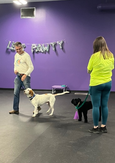 Hound walks politely by decoy dog held by trainer