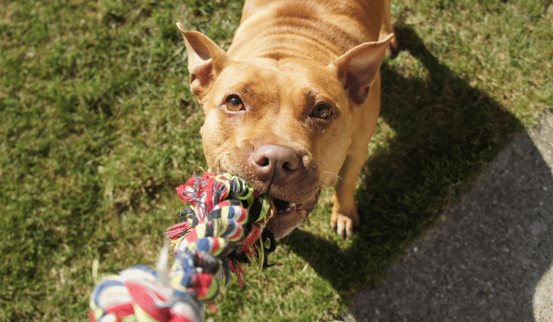 Beyond the Treats: 3 Non-Food Reinforcers For Your Dog