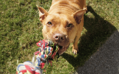 Beyond the Treats: 3 Non-Food Reinforcers For Your Dog