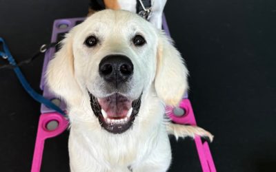 Socializing a Puppy in Connecticut: 120+ Things to Introduce Them To!