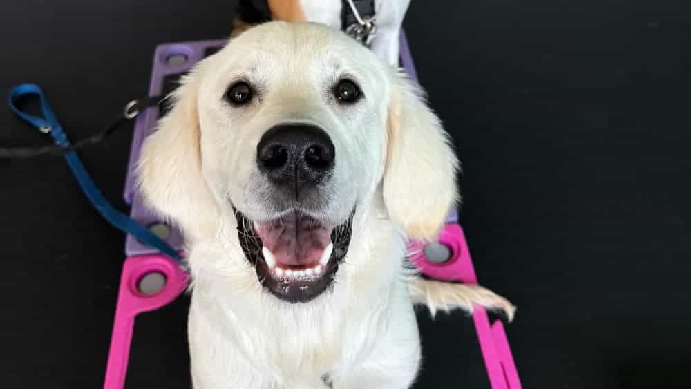 Socializing a Puppy in Connecticut: 120+ Things to Introduce Them To!