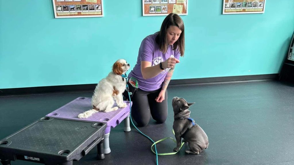 Female dog trainer at Where Sit Happens teaches two puppies how to sit