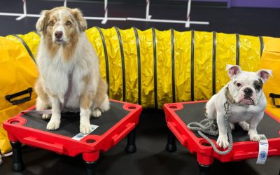 Benefits of Group Dog Training Classes