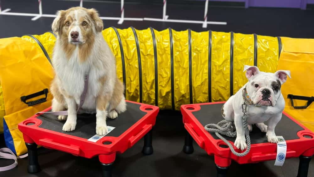 Benefits of Group Dog Training Classes