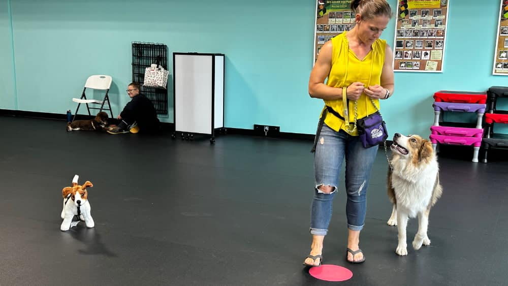 group dog training class with a woman and her Australian shepherd mix working around various distractions