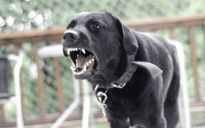 Choosing Where to Walk Your Reactive Dog