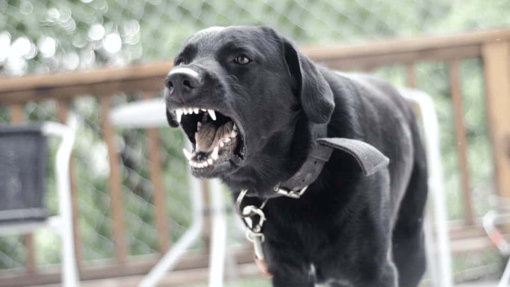 black lab reacting on leash
