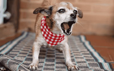 How to Help Your Dog Be Less Afraid of New People