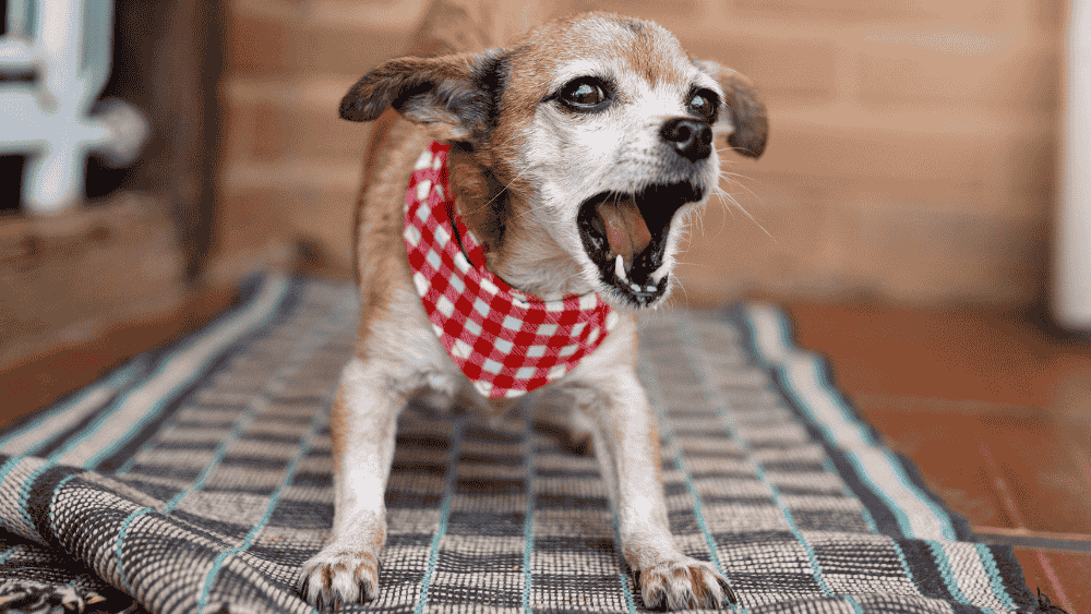 How to Help Your Dog Be Less Afraid of New People