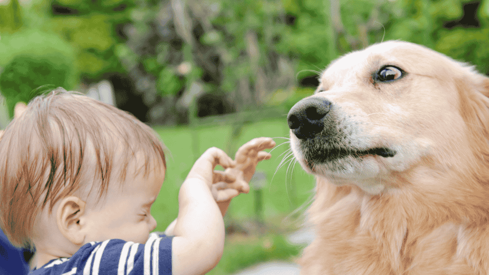 A small child reaches toward a golden retriever who is leaning back, showing whale eye and uncomfortable with the situation
