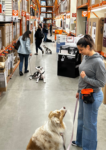 Chocolate lab mix licks ice cream off spoon