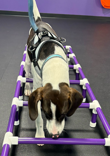 White Small dog standing with front paws on inflated bone shaped obstacle
