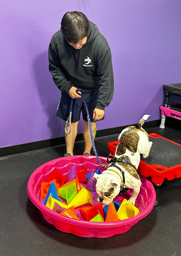White Small dog standing with front paws on inflated bone shaped obstacle