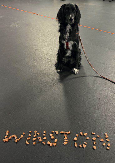 A black and white dog stands behind is name written in kibble on the floor. The kibble spells out "Winston"