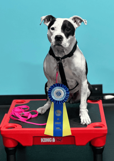Black and white pitbull like dog sits on black and red platform with AKC ribbon
