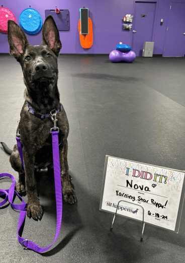 A Dutch Shepherd puppy sits next to a sign celebrating her STAR puppy award