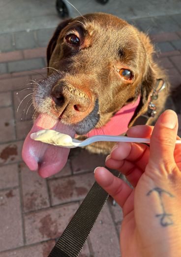 Chocolate lab mix licks ice cream off spoon