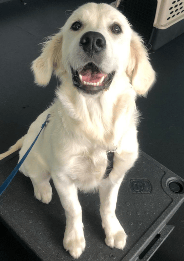 White Small dog standing with front paws on inflated bone shaped obstacle