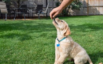 Four Things to Teach Your Puppy Before Paw