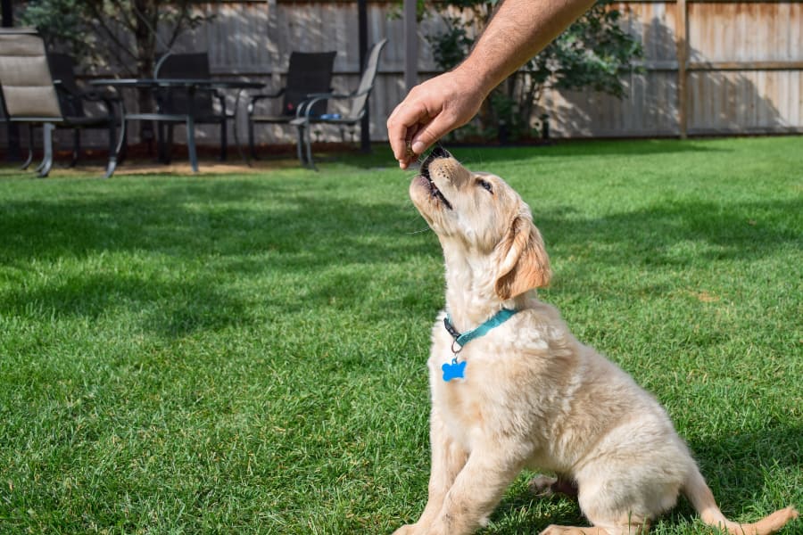 Four Things to Teach Your Puppy Before Paw