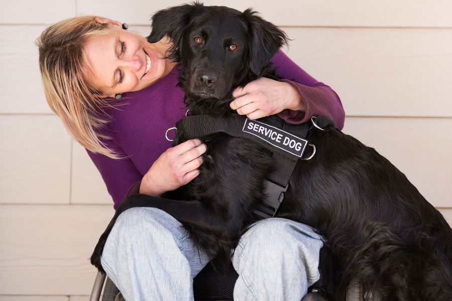 Understanding the Differences between Service, Therapy, and Emotional Support Dogs