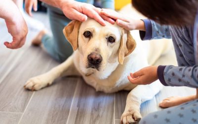 Understanding the Differences between Service, Therapy, and Emotional Support Dogs