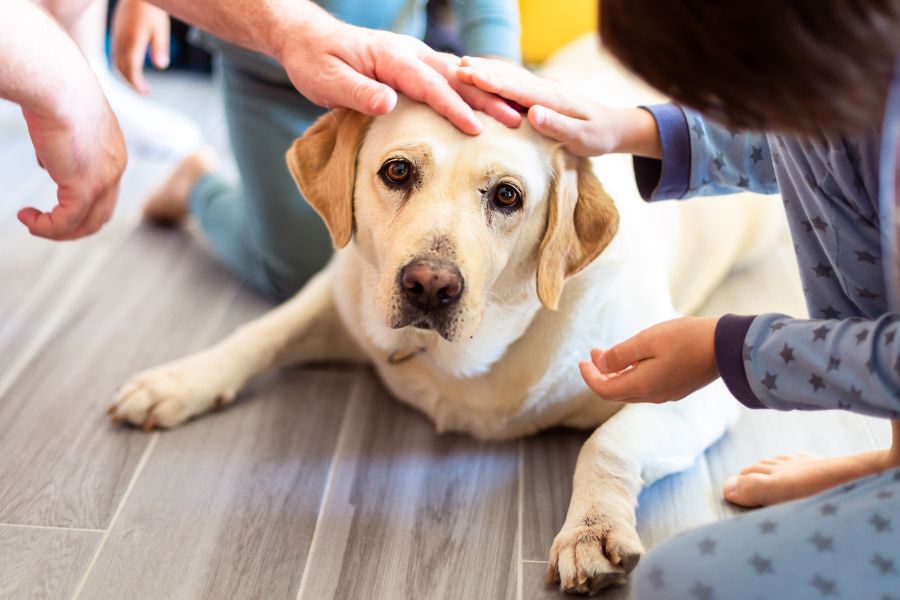 Understanding the Differences between Service, Therapy, and Emotional Support Dogs