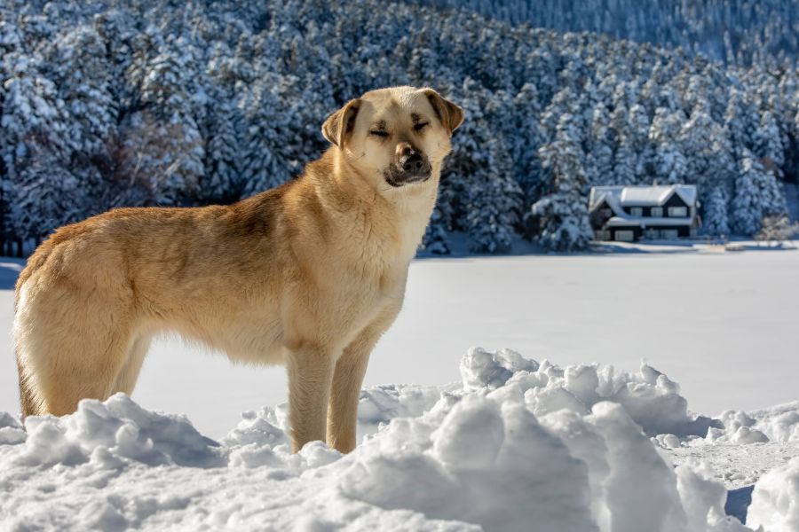 Five Ways to Keep your Dog Physically and Mentally Active this Winter