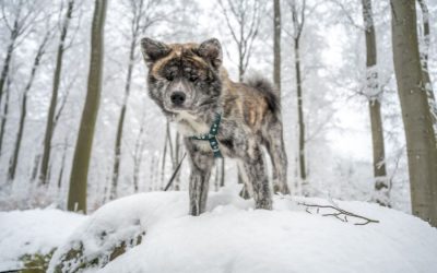 Five Ways to Keep Your Dog Physically and Mentally Active This Winter
