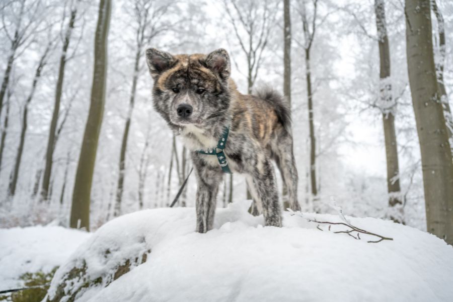 Five Ways to Keep Your Dog Physically and Mentally Active This Winter