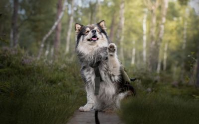 The Difference Between Luring and Cueing